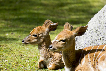 kudu antelopestragelaphus strepsiceros