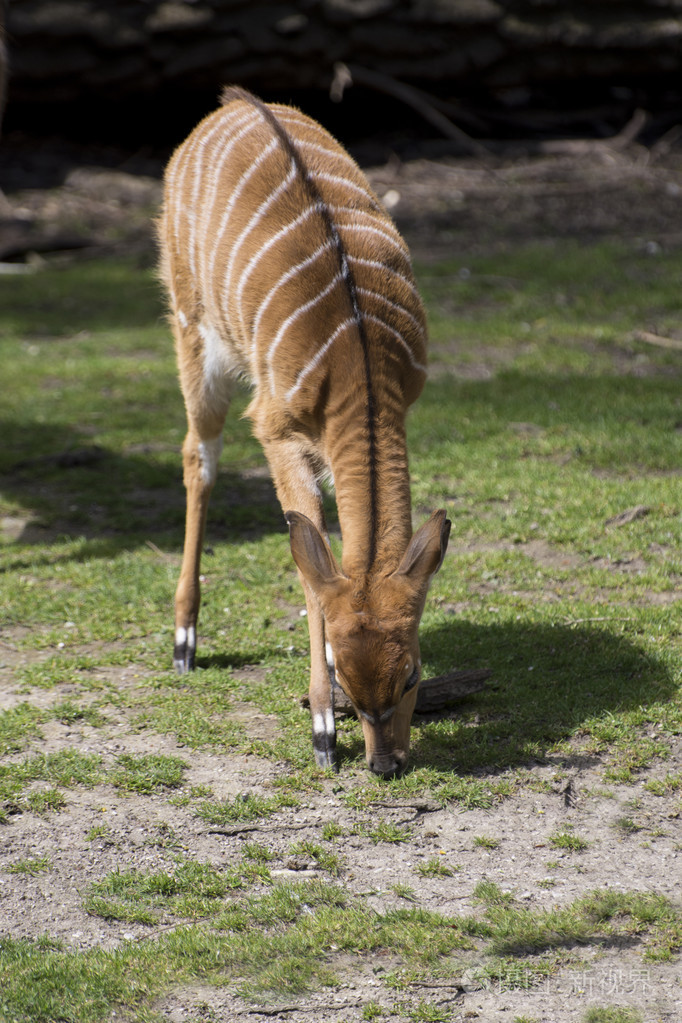 kudu antelopes(tragelaphus strepsiceros)
