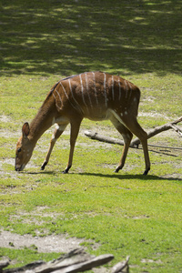 kudu antelopestragelaphus strepsiceros