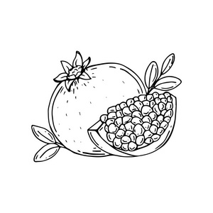 绘图的石榴图片-绘图的石榴素材-绘图的石榴插画-摄图新视界