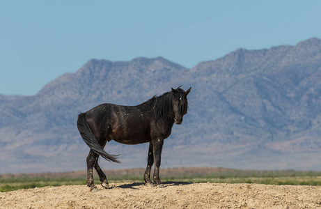 夏季犹他州沙漠中的一匹美丽野马