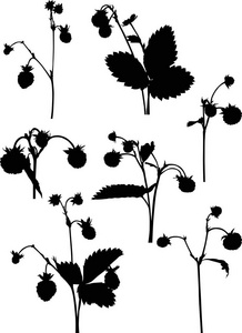 插图与野生草莓套枝孤立在白色背景上的剪影