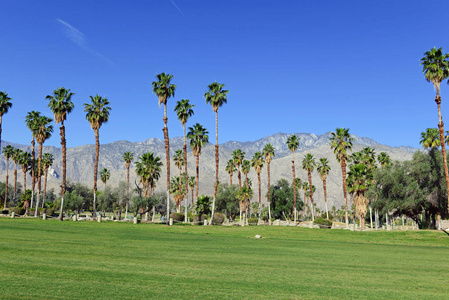 绿色修剪的高尔夫球场和有山背景的蓝天棕榈树草