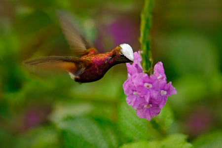 来自哥斯达黎加的稀有蜂鸟