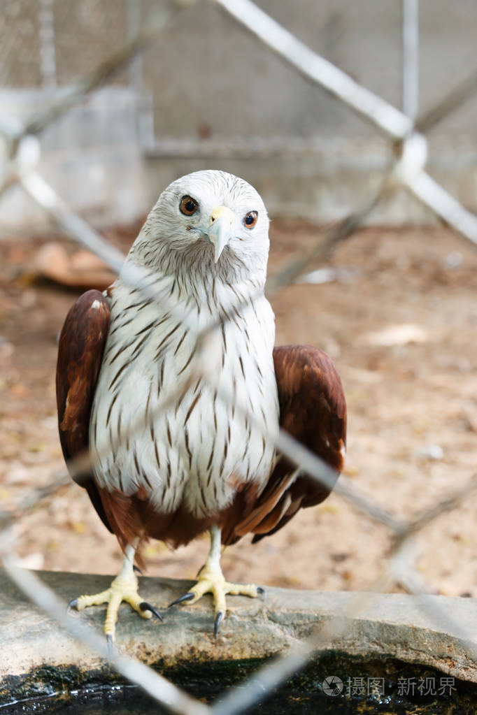 红鹰关在笼子里