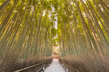 美丽天然毛竹林岚山日本