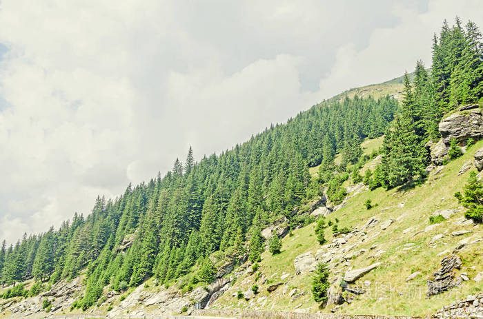 喀尔巴阡山脉 绿色森林松 Fagaras 丘陵