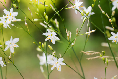 小白花宏