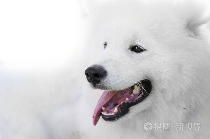 紧靠在白色背景上的萨摩耶犬照片 正版商用图片0qpq1h 摄图新视界
