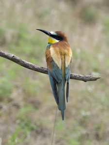 欧洲蜂食者, Merops apiaster, 单鸟在分支, 匈牙利, 2018年7月