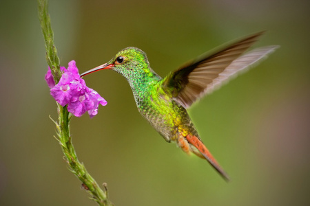红褐色尾的蜂鸟图片