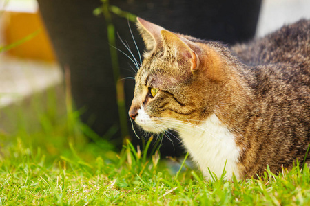 享受自己户外的猫