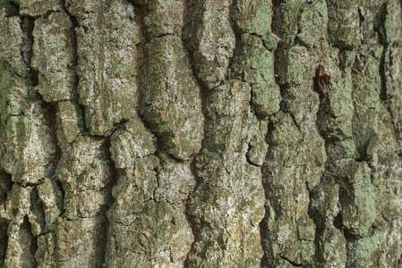 橡树的树皮图片