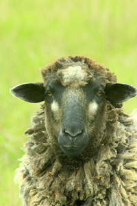 羊头