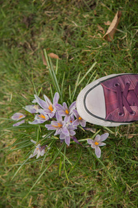 美丽的藏红花概念自然保护鞋鞋