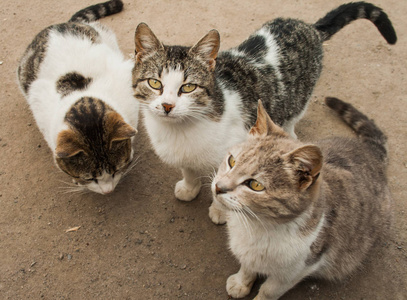 又饿又邪恶的三只猫照片