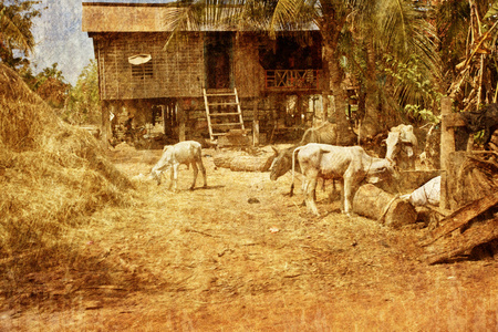 奶牛放牧在柬埔寨的村子里。Grunge 和复古风格