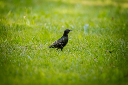 一个美丽的 adurl 常见的八哥在迁徙前在草丛中觅食。Sturnus。在拉脱维亚, 北欧的公园里的成年鸟。场浅景深
