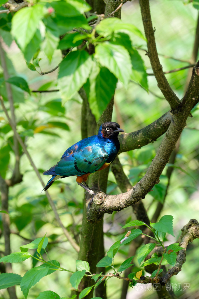 Lamprotornis 超级巴士坐在树枝上