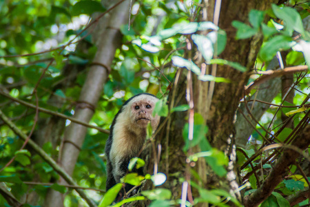 哥斯达黎加 Cahuita 国家公园的白头卷尾猴 消费总线 capucinus