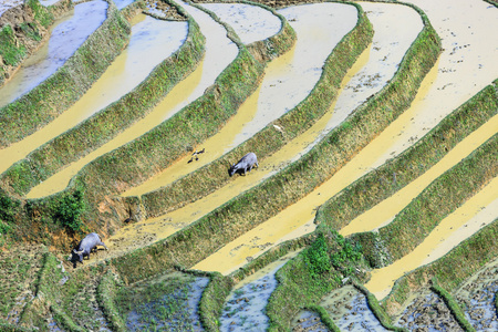 在越南北部的稻田