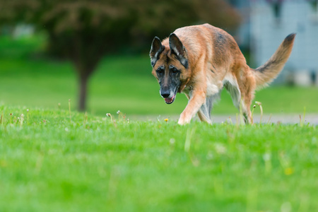 有竹林的搜索场外面的德国牧羊犬照片
