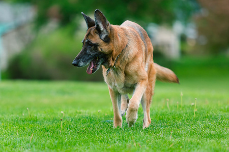 外面的德国牧羊犬