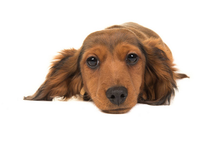 长发的猎獾犬小狗躺在地上看到从法郎照片