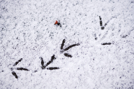 在雪中的鸟类足迹化石