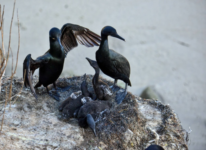 健康食品的概念燕子幼鸟在巢中巢中的双鸟凡氏鸟巢中的鹳在塔特拉山脉