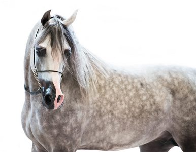 在白色背景下的灰色美丽阿拉伯种马的肖像，