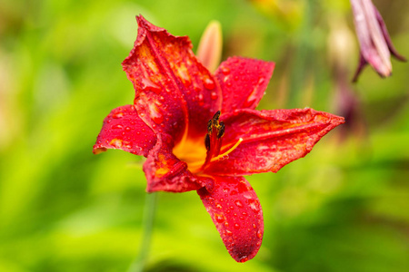 花园里的红百合花因夏天的雨而湿润。花园里的百合花。软选择性聚焦