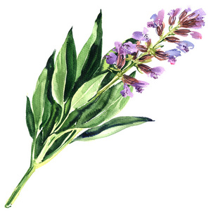 鼠尾草图片
