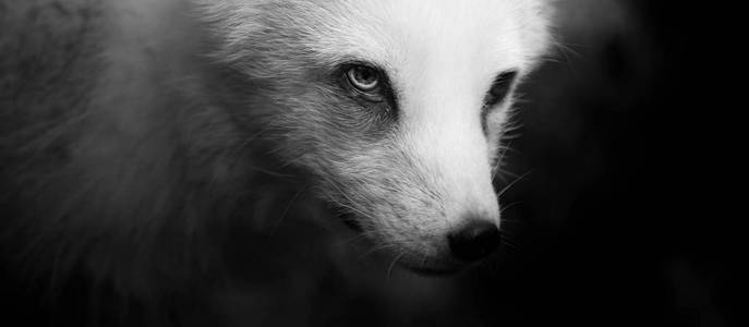黑白极地狐狸肖像图片