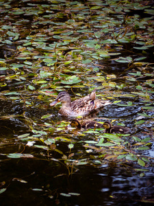 美丽的鸭子和她的两只小鸭子在池塘里