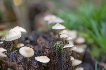 森林树干上的蘑菇