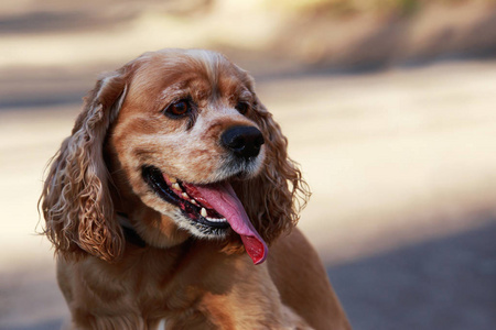 美国可卡犬的犬种