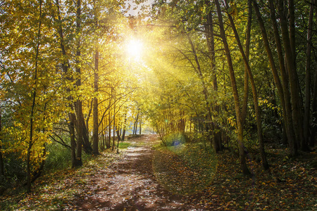 秋天自然风景与路径在黄色森林。秋天公园里的阳光。森林路在五颜六色的树之下。自然风光。秋季公园美景