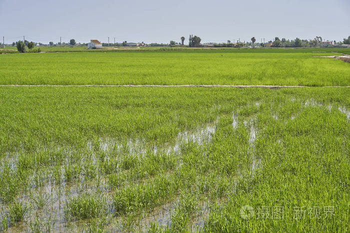三角洲埃布罗河的水稻植株