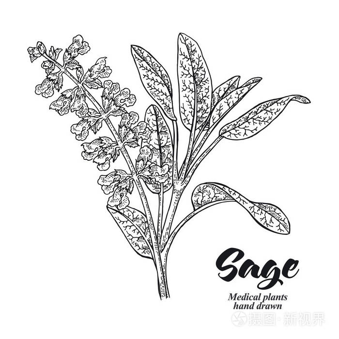 插画 丹参植物也称为圣人花园.叶子和花朵在白色背景下被隔绝.