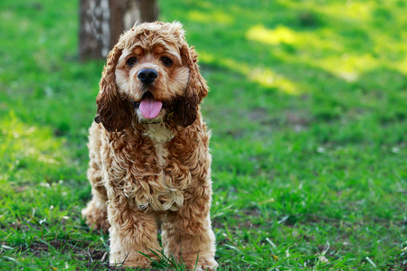 美国可卡犬的犬种