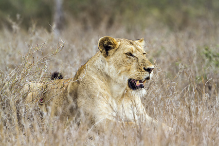 非洲狮在南非克鲁格国家公园