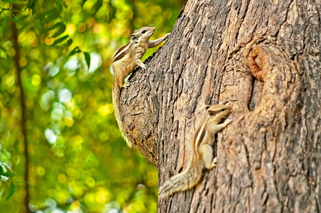 印度棕榈松鼠 Funambulus palmarum 在树上，公园德里，印度