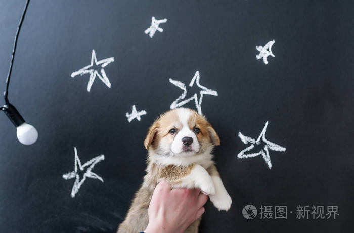 小狗在手上星形图片背景