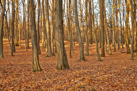 秋天的森林详细