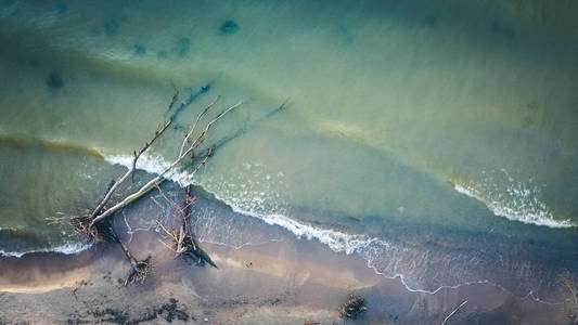 Kolka, 波罗的海, 拉脱维亚的海滩上的死松树