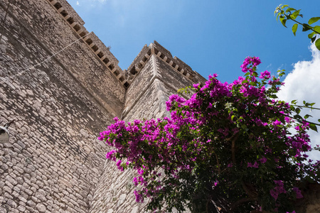 近中世纪城堡石墙边的叶子花, 有蓝天背景