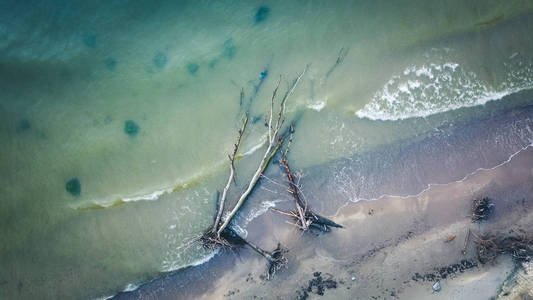 Kolka, 波罗的海, 拉脱维亚的海滩上的死松树