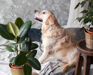 金色猎犬狗床上的枕头摆在阁楼风格的房间