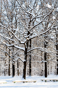 莫斯科 Timiryazevskiy 公园森林空地上积雪覆盖的橡树